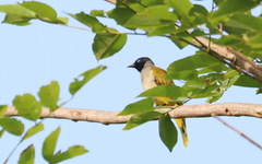 Brachypodius melanocephalos