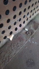 Denticucullus pygmina