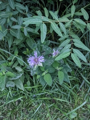 Monarda