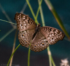 Junonia atlites
