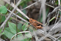 Aiolopus strepens