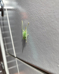 Meconema meridionale
