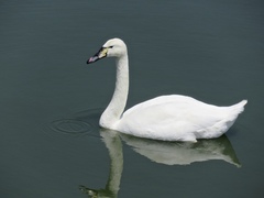 Cygnus olor × cygnus