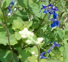 Delphinium nuttallianum