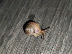Acusta rhodostoma