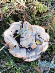 Hydnellum aurantiacum