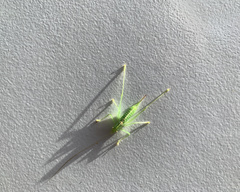 Meconema meridionale