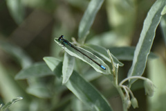 Ischnura