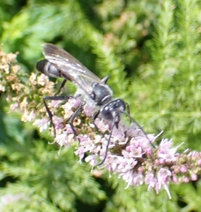 Sphex pruinosus