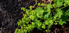 Alchemilla tichomirovii