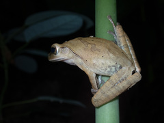 Polypedates megacephalus