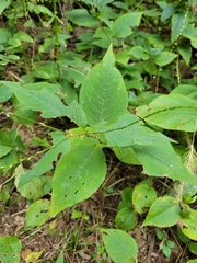 Persicaria virginiana