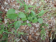 Smilax tamnoides