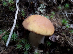 Boletus edulis