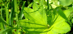 Alchemilla tichomirovii
