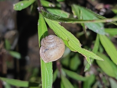 Acusta rhodostoma
