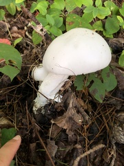 Amanita polypyramis