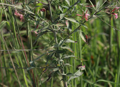 Oenothera gaura