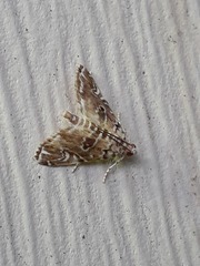 Elophila gyralis