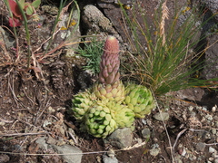Orostachys spinosa