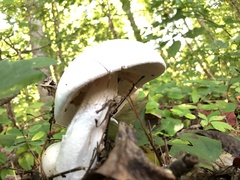 Amanita polypyramis