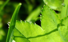 Alchemilla tichomirovii