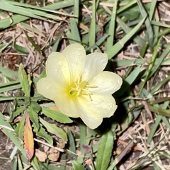 Oenothera laciniata