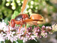 Rhynchium oculatum