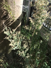 Erigeron