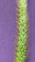 Setaria pumila