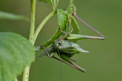 Decticus verrucivorus
