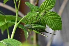 Decticus verrucivorus