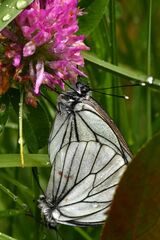 Aporia crataegi