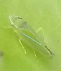 Cicadellini