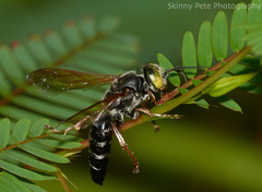 Tachytes guatemalensis