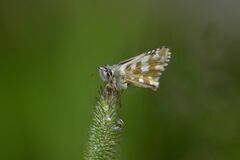 Pyrginae