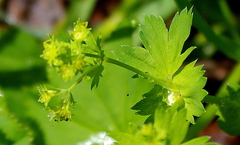 Alchemilla tichomirovii