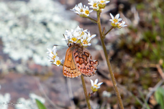 Callophrys eryphon