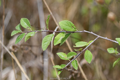 Prunus spinosa