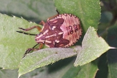 Carpocoris purpureipennis