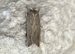 Limnaecia phragmitella