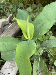 Symphyotrichum undulatum