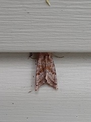 Phlogophora periculosa