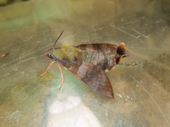 Macroglossum corythus