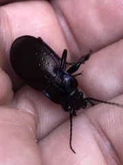 Carabus nemoralis