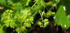 Alchemilla tichomirovii