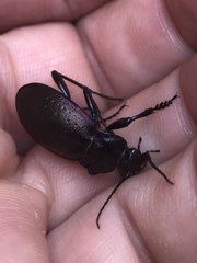 Carabus nemoralis
