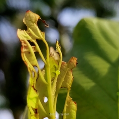 Cephonodes hylas