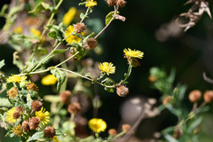 Pulicaria dysenterica