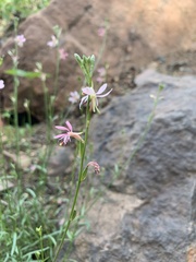 Gaura